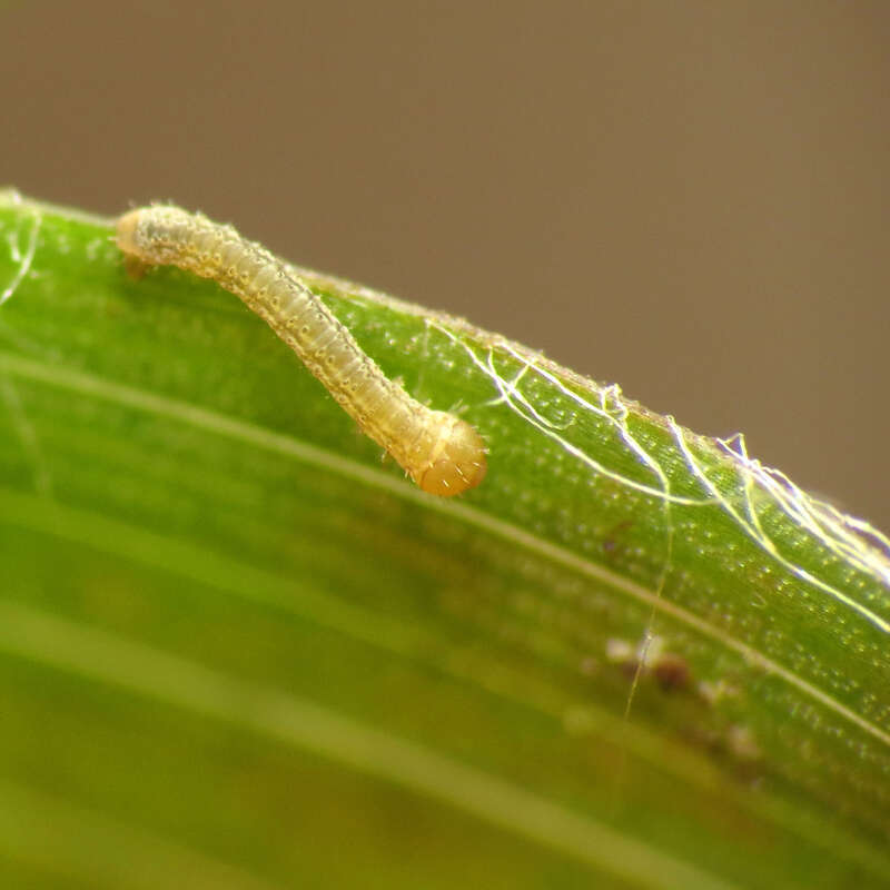 Tiny geometrid caterpillar on Luzula echinata.  Rock Creek Park, Washington, D. C. 19 April 2014. This little guy was barely a millimeter long.  It's definitely taking my point &amp; shoot macro set-up to its limits.