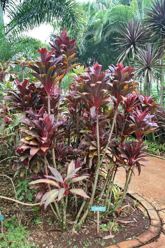 Unknown (sign says Panono)