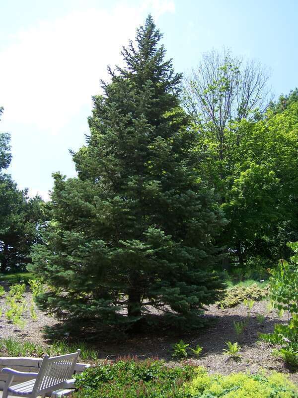 White fir at Minnesota Landscape Arboretum