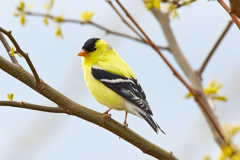 
500px provided description: matching color [#yellow ,#bird ,#nature ,#tree ,#branch ,#animal ,#wildlife ,#wild]