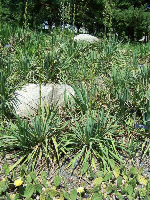 Yucca glauca at Minnesota Landscape Arboretum