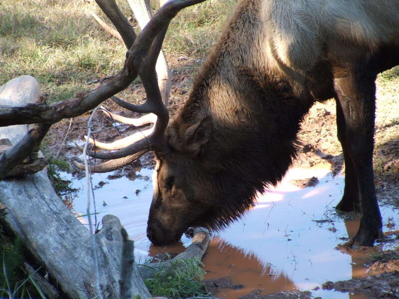 North Carolina Zoo.