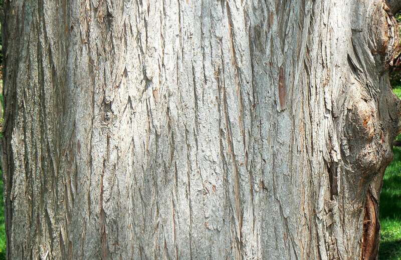 Bald Cypress (Taxodium distichum) bark detail