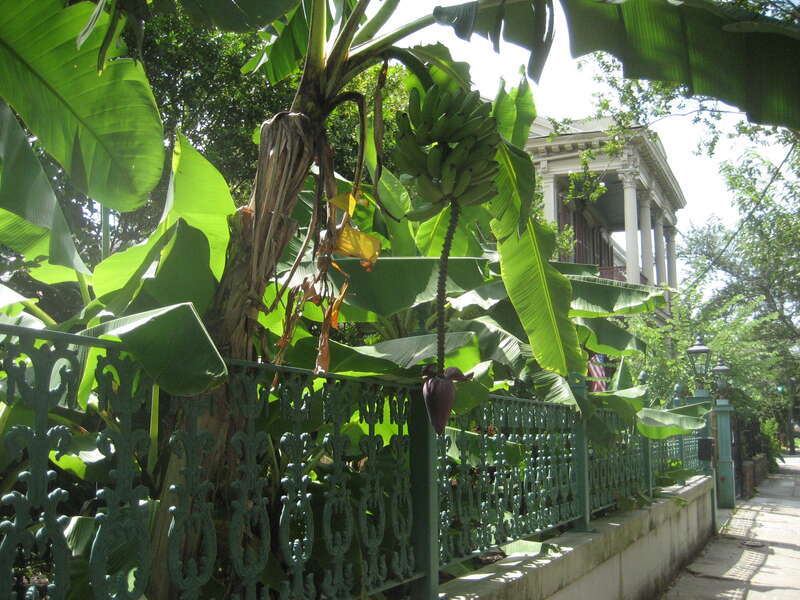 Scene in Lower Garden District of New Orleans. Banana tree over iron fence in foreground, with early 19th century "Greek Revival" style house in background.