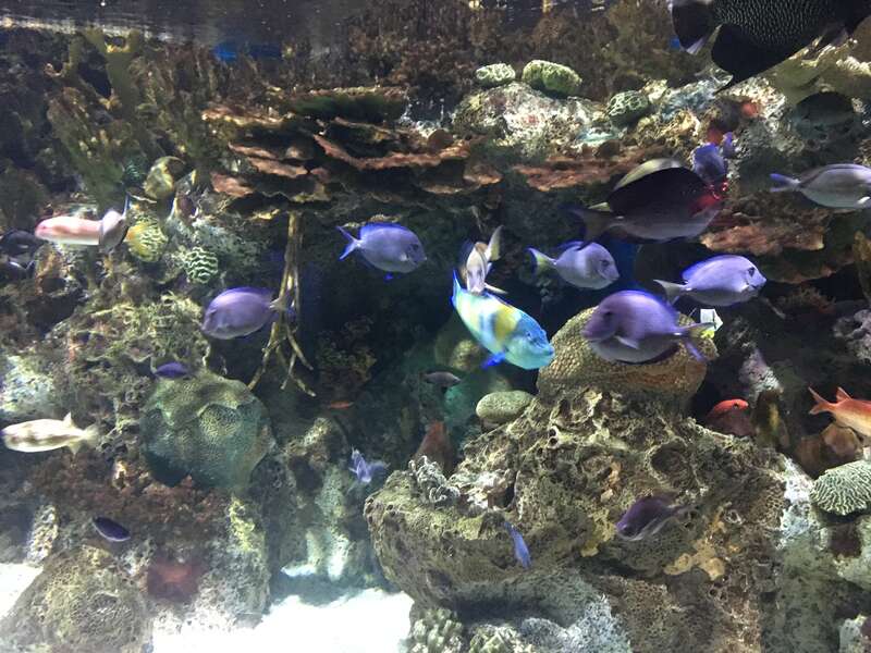 Fishes