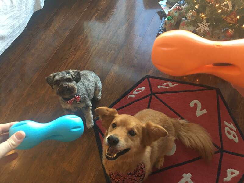 Two pets (a miniature schnoodle and a retriever mix) are being handed chew toys with treats inside them on Christmas day.