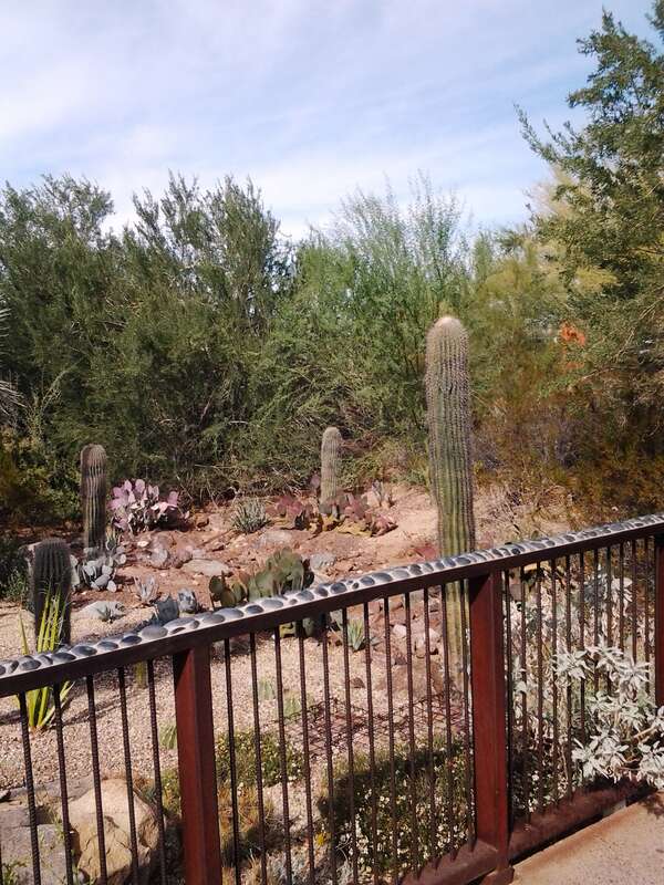 Desert Botanical Garden