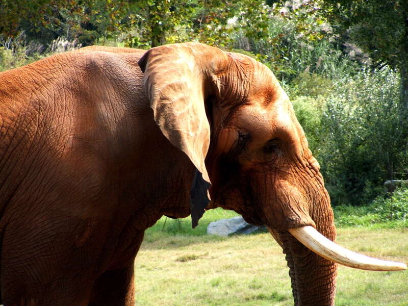 North Carolina Zoo.