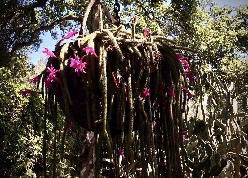 ... In a big Coastal Live Oak tree. Lovely magenta blooms against the blue Montecito sky.