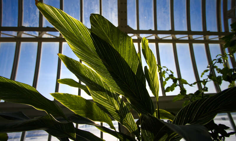 Marjorie McNeely Conservatory