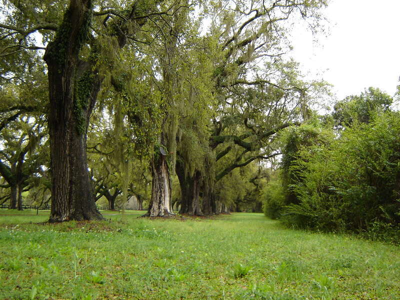 Oak &amp; Spanish Moss Boone Hall Mt Pleasant SC