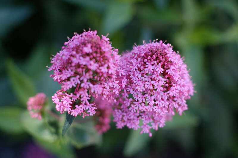
500px provided description: XE1 with an old 50mm Rokkor lens - unedited []