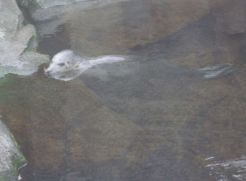 Seal in Water