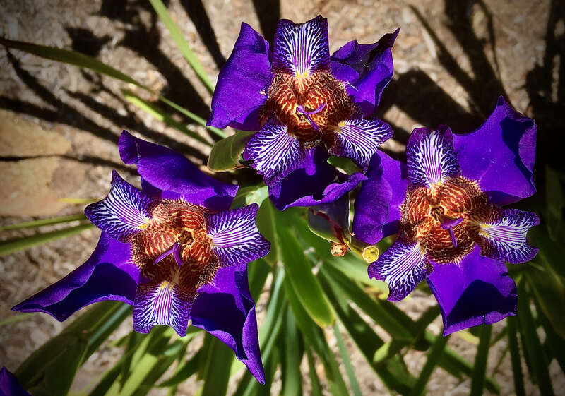 No tag, so no ID on the variety. New one to me. Colors &amp; patterns are astonishing.
Lotusland gardens reopened a couple of weeks ago after a hiatus for the CV-19 lockdown. Gardens are in great shape, the best we can recall seeing them. Too bad