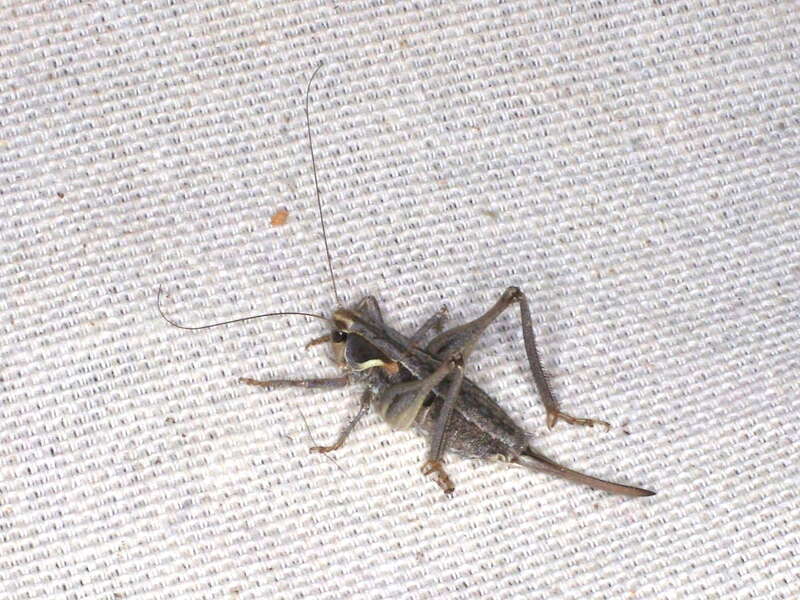Steiroxys sp.. Species of insect in the genus Steiroxys.