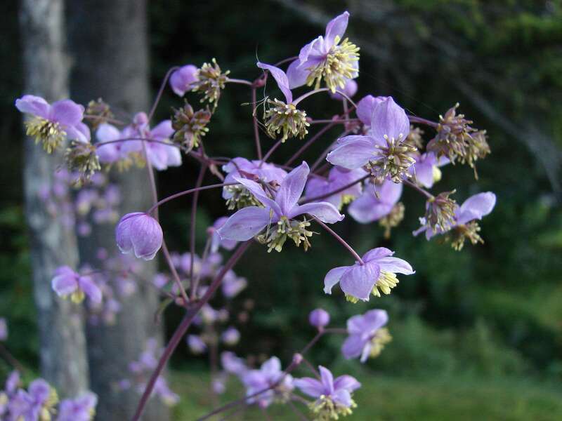 Meadow Rue - "Lavendar Mist"