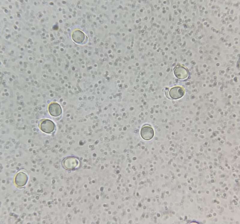 Tricholoma colossus