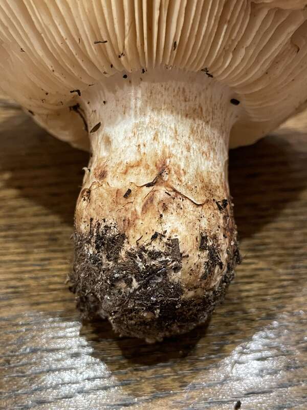 Tricholoma colossus