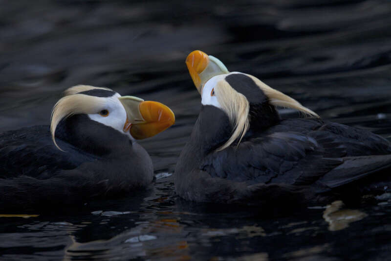 These two birds were being rehabbed for release to the wild at the Alaska Sea Life Center in Seward, AK...
