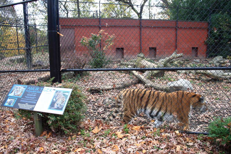 The Amur Tiger (Panthera tigris altaica) enclosure at Beardsley Zoo


Camera location41° 12′ 39.75″ N, 73° 10′ 49.61″ W View this and other nearby images on: OpenStreetMap 41.211042;  -73.180447
