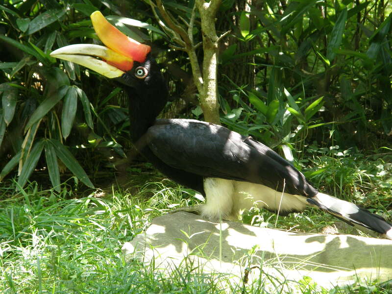 A female Rhinoceros Hornbill at Nashville Zoo, Tennessee, USA.