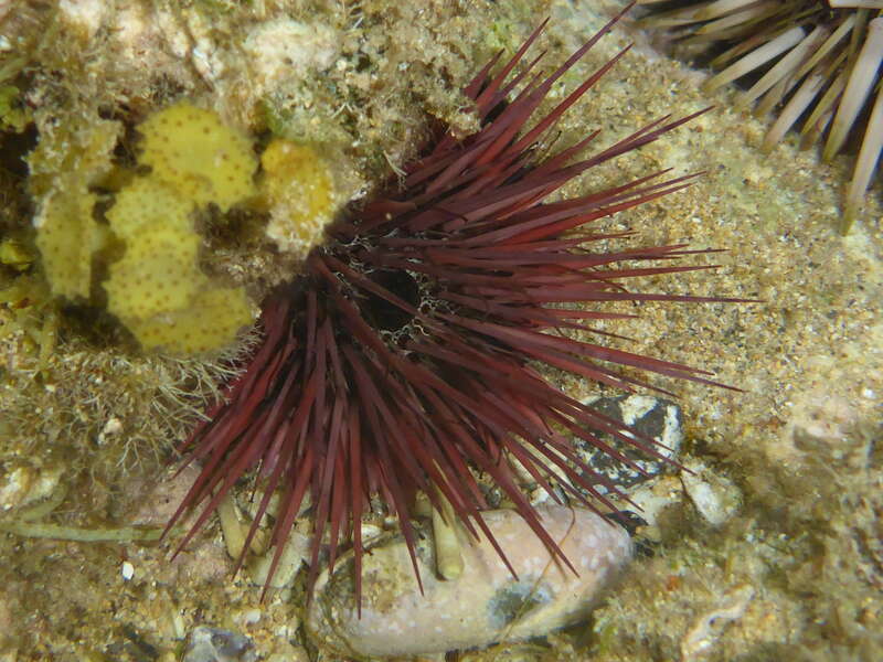 Needle-spined Urchin (Echinostrephus aciculatus)