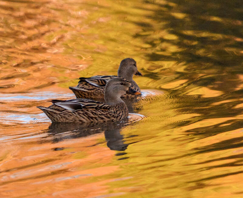 500px provided description: Two female Mallard ducks (Anas platyrhynchos) swimming in a pond during Golden Hour [#waterfowl ,#water birds ,#shorebird ,#wading bird ,#waterbird ,#wader ,#aquatic bird ,#Golden hour ,#Mallard ,#Anas platyrhynchos