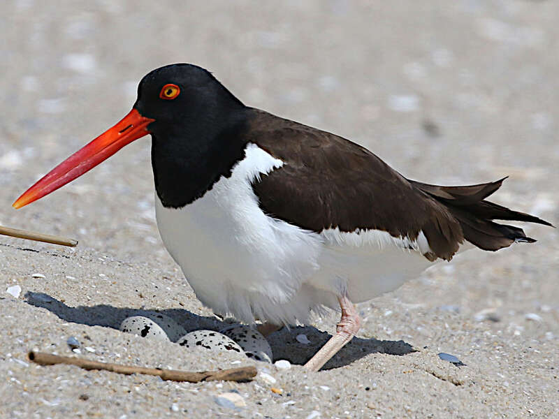 American oystercatcher tending eggs at Cape May Point State Park, USA. Its mate 20 minutes later: 