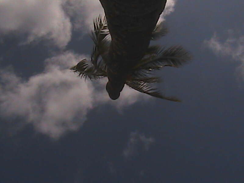 Hunauma Bay Palm Tree