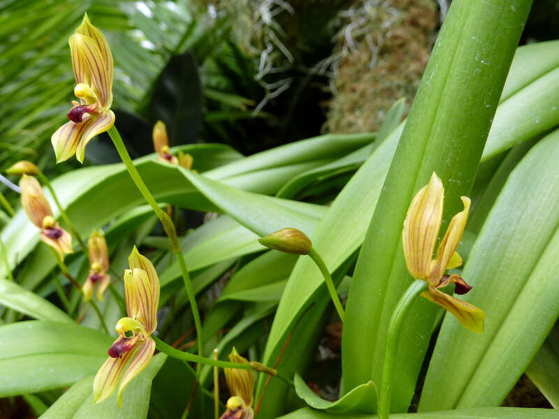 Mormolyca ringens