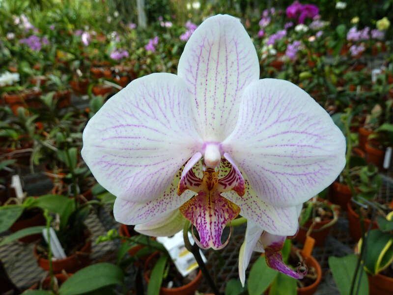 Cultivated, Missouri Botanical Garden, St. Louis, Missouri, USA