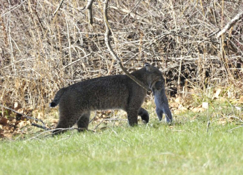 Photo of the Week - 12/17/2012
A bobcat with an Eastern gray squirrel in it's jaws photographed in Amherst, MA.
Credit: Bill Thompson/USFWS