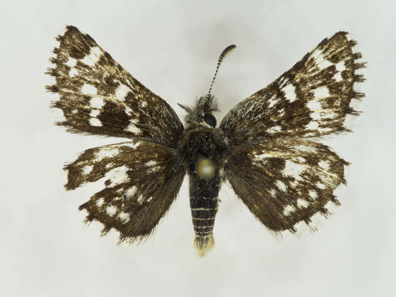 Mountain Checkered-Skipper (Pyrgus xanthus)
