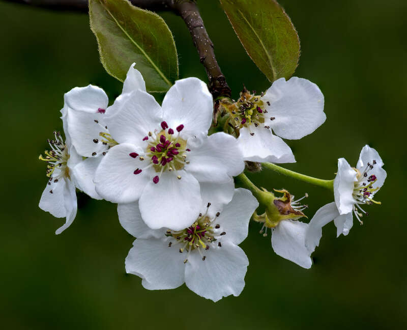
500px provided description: Pyrus pyrifolia (Asian Pear) blossoms, Shinko cultivar, Virginia Beach [#flower blossom ,#Virginia Beach ,#Asian Pear ,#Pyrus pyrifolia ,#Shinko cultivar]