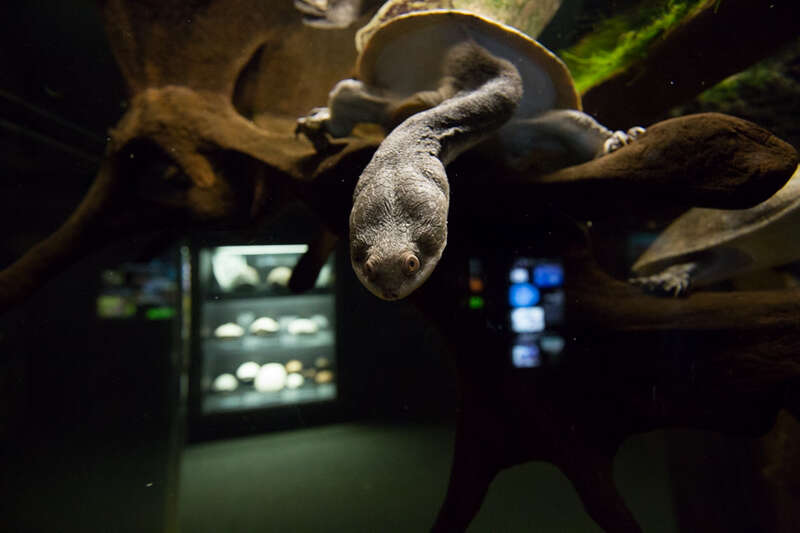 Tennessee Aquarium