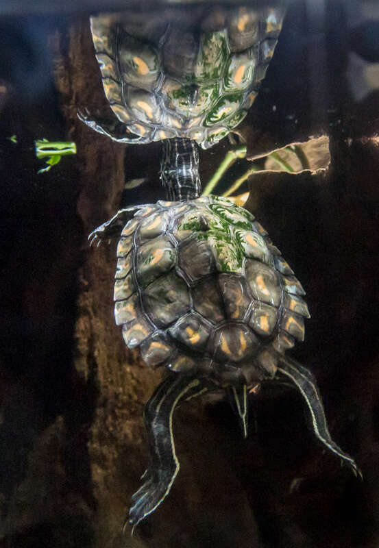 Tennessee Aquarium