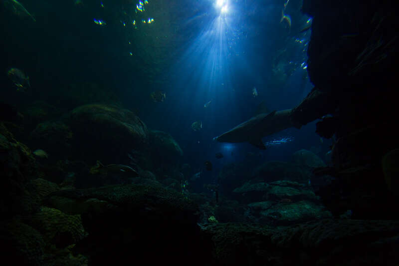 Tennessee Aquarium