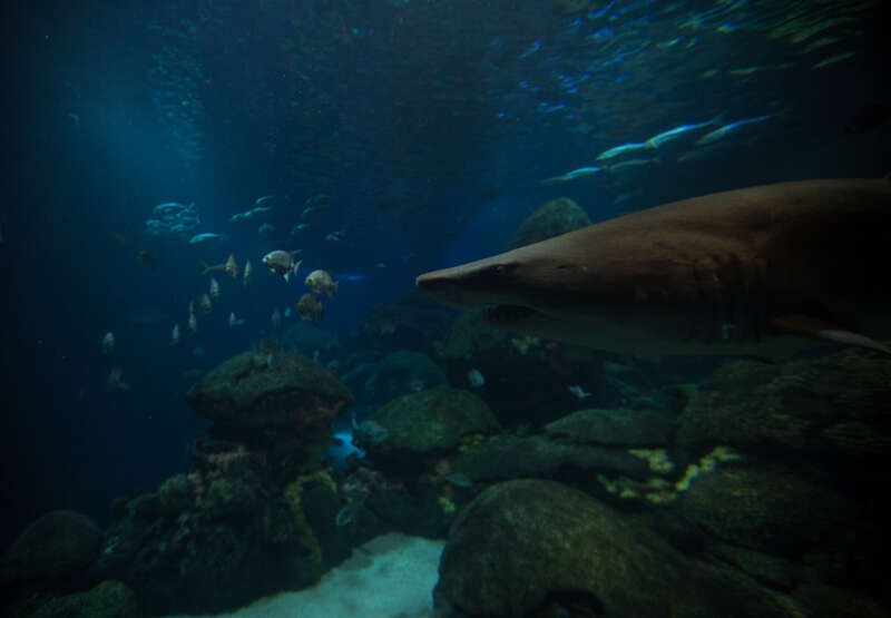 Tennessee Aquarium