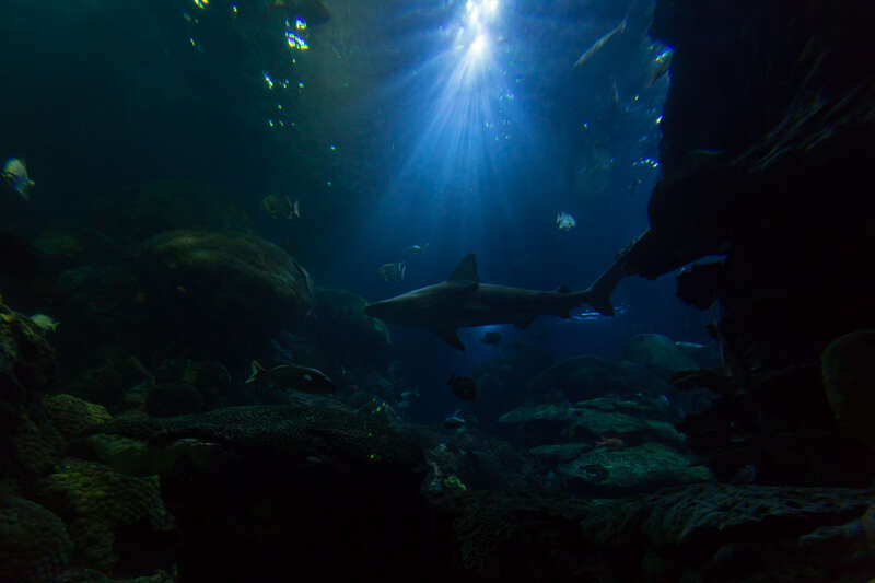 Tennessee Aquarium