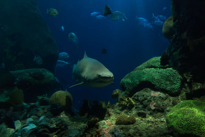 Tennessee Aquarium