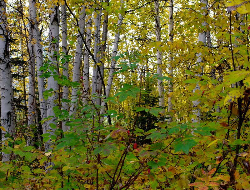 Birch