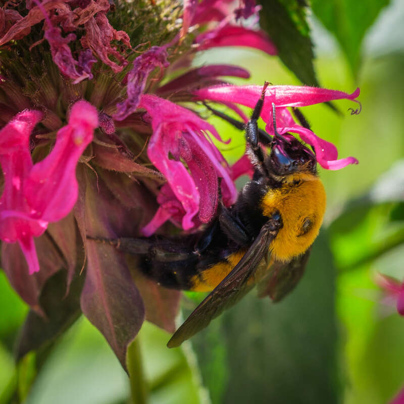 B. morrisoni female