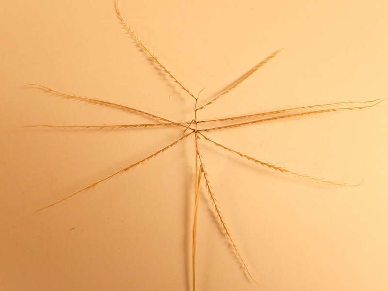 Collected in 2017 just south of Miles City at the Custer County Cemetery. The Custer County Extension agent says they have
been mistaking this grass for Digitaria (crabgrass).