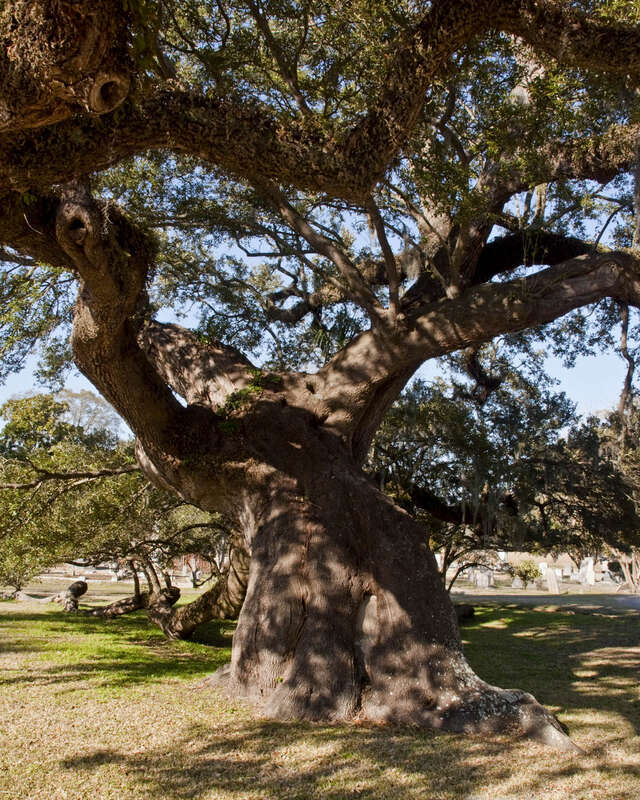 Dancing Oak, Magnolia Cemetary