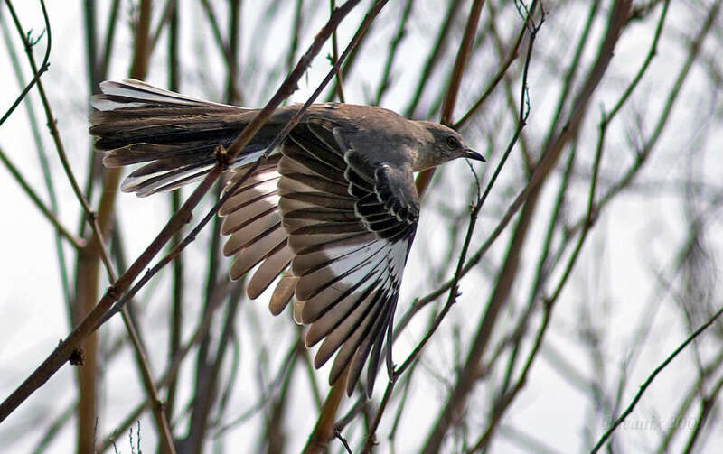 These birds like to fly in the thicket.  Very good and quick navigators.  Orig taken 9/08.