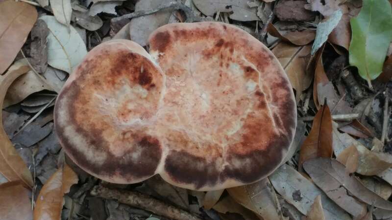Laetiporus persicinus