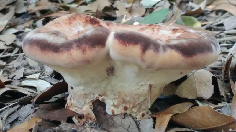 Laetiporus persicinus