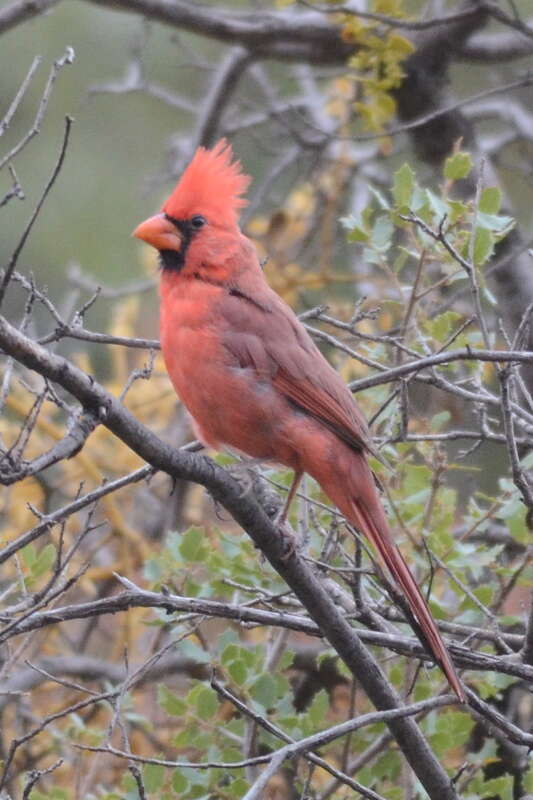 Northern Cardinal (Cardinalis cardinalis)