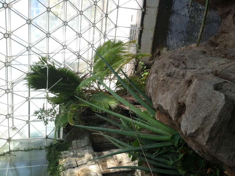 Ocean / Rainforest