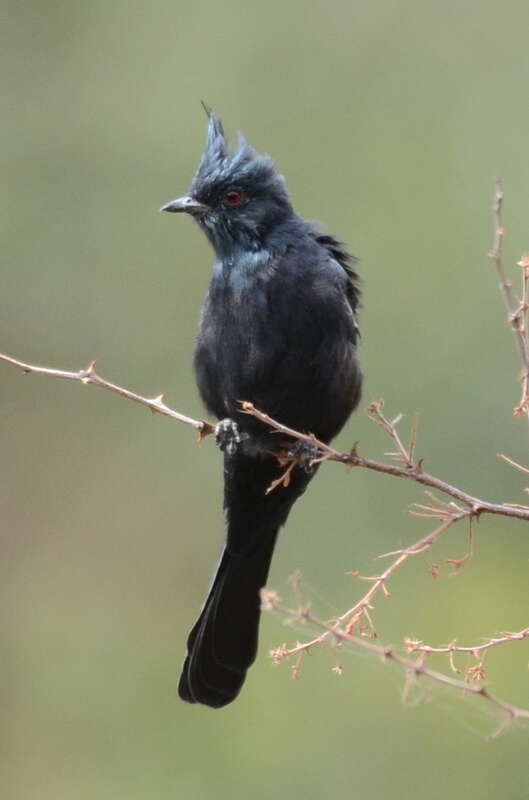 Phainopepla (Phainopepla nitens)